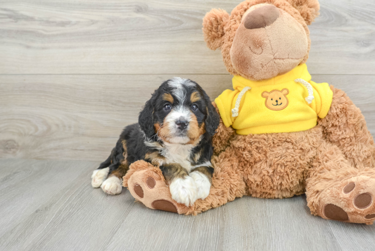 Mini Bernedoodle Puppy for Adoption