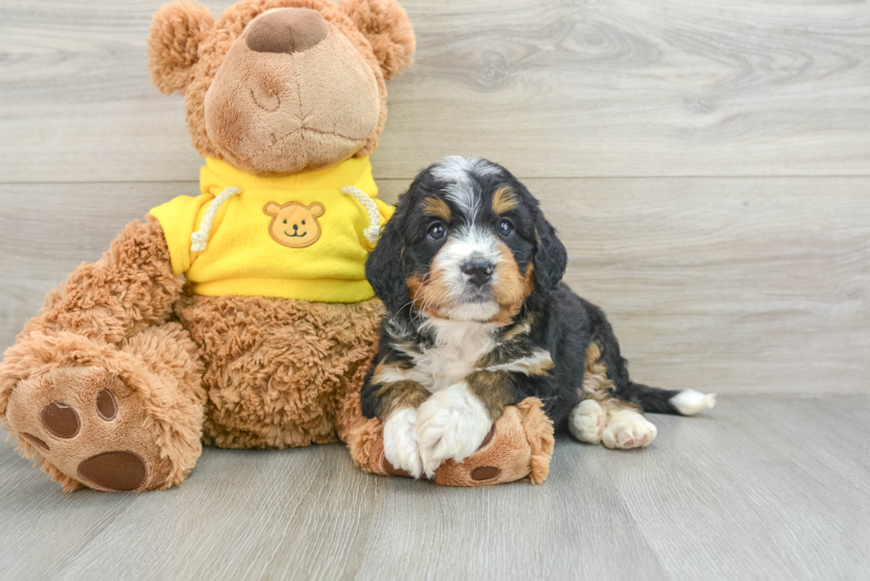 Mini Bernedoodle Pup Being Cute