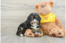 Playful Mini Bernese Poodle Poodle Mix Puppy