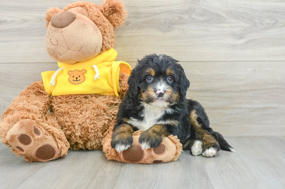 6 week old Mini Bernedoodle Puppy For Sale - Premier Pups