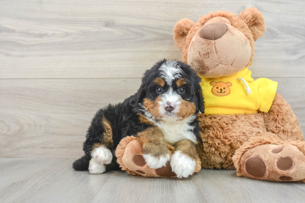 Small Mini Bernedoodle Baby