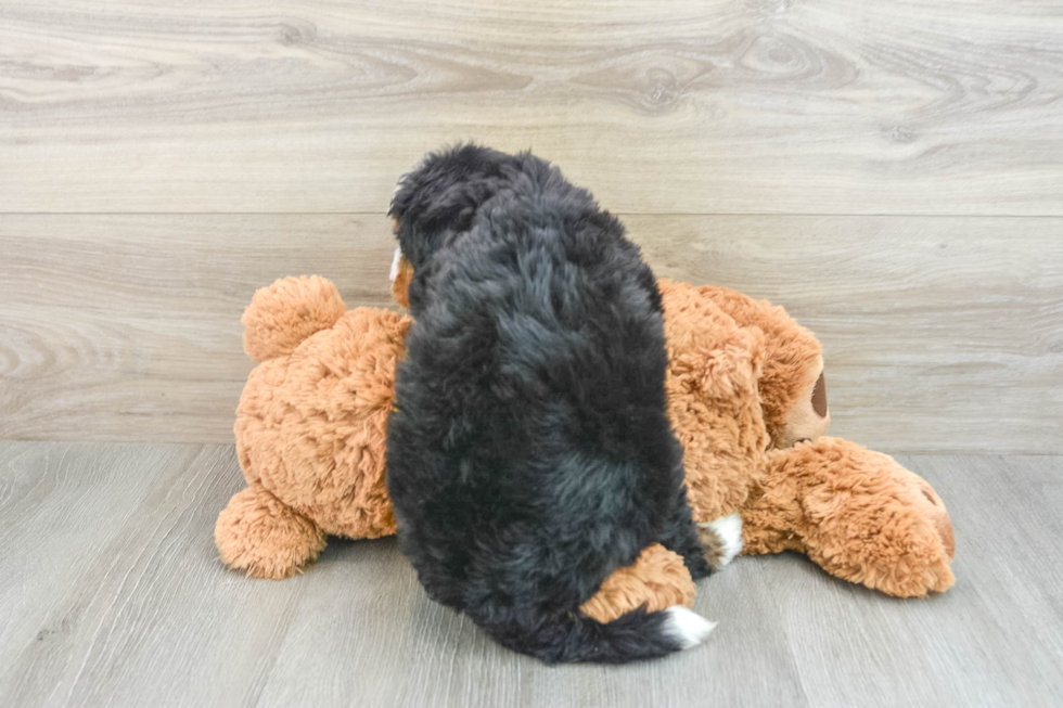 Best Mini Bernedoodle Baby