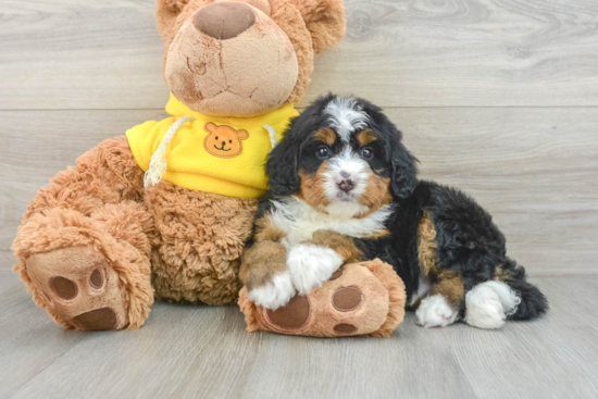 Mini Bernedoodle Puppy for Adoption