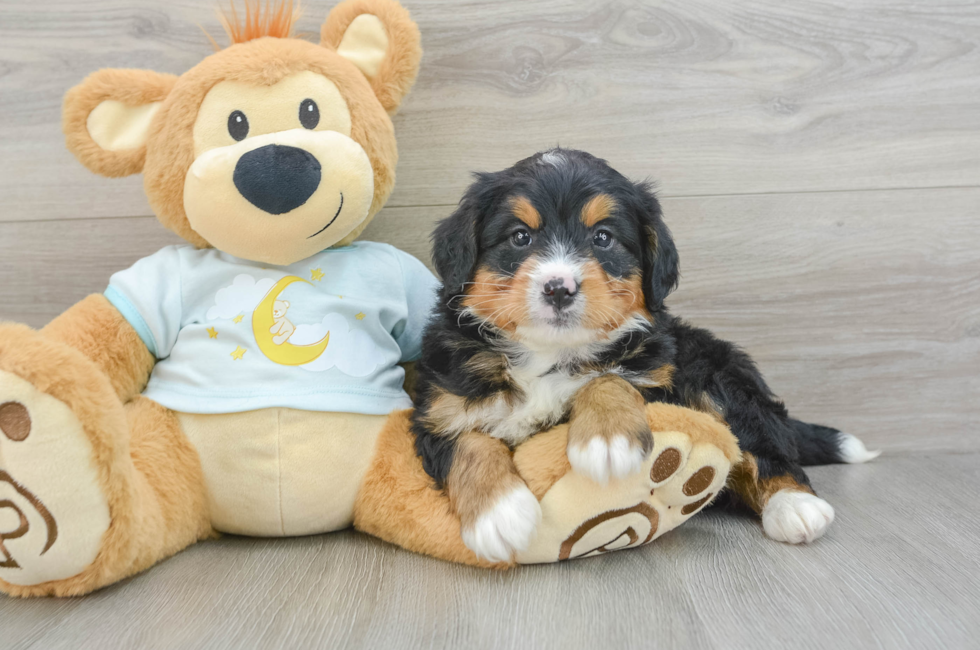 6 week old Mini Bernedoodle Puppy For Sale - Premier Pups