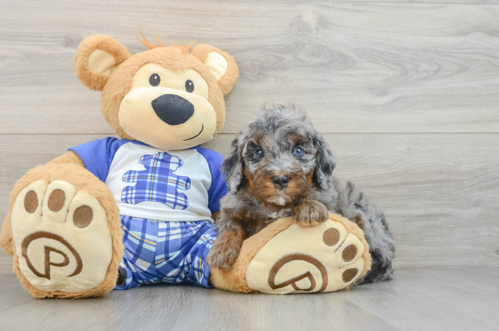 5 week old Mini Bernedoodle Puppy For Sale - Premier Pups