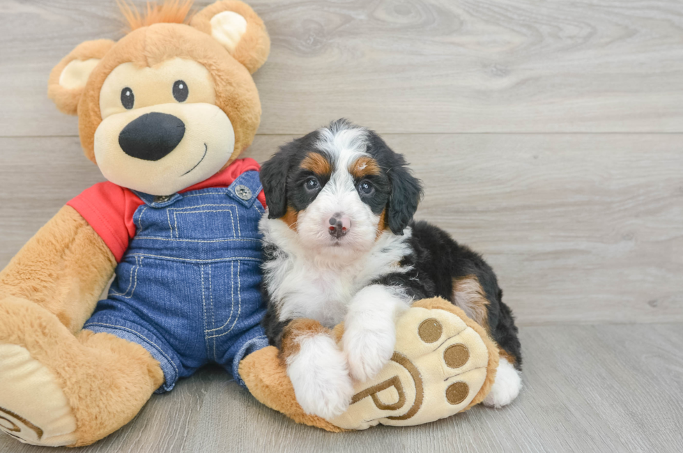 5 week old Mini Bernedoodle Puppy For Sale - Premier Pups