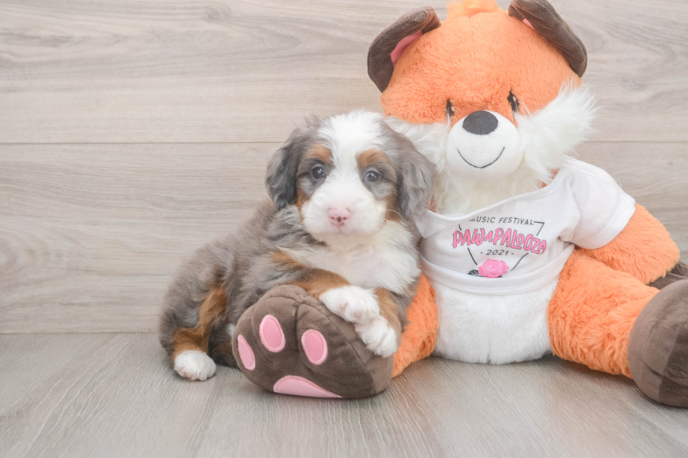Mini Bernedoodle Pup Being Cute