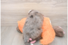 Small Mini Bernedoodle Baby