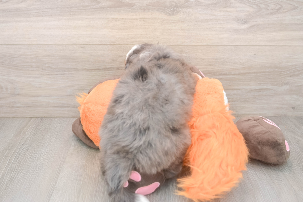 Small Mini Bernedoodle Baby