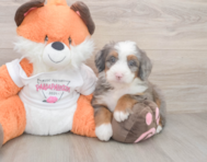 7 week old Mini Bernedoodle Puppy For Sale - Premier Pups