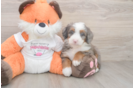 Popular Mini Bernedoodle Poodle Mix Pup