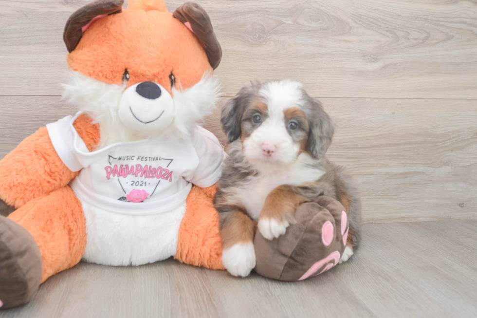 Popular Mini Bernedoodle Poodle Mix Pup
