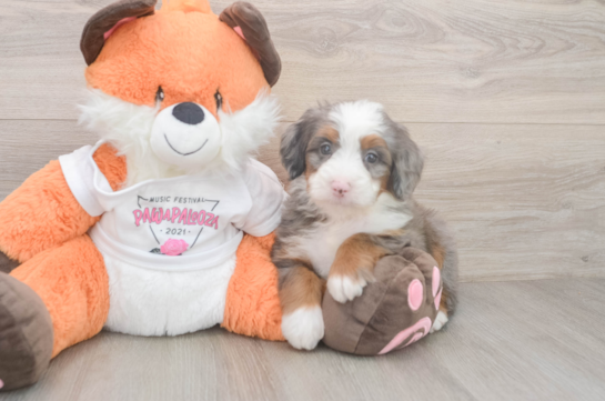 Popular Mini Bernedoodle Poodle Mix Pup
