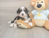 6 week old Mini Bernedoodle Puppy For Sale - Premier Pups
