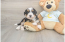 Mini Bernedoodle Puppy for Adoption
