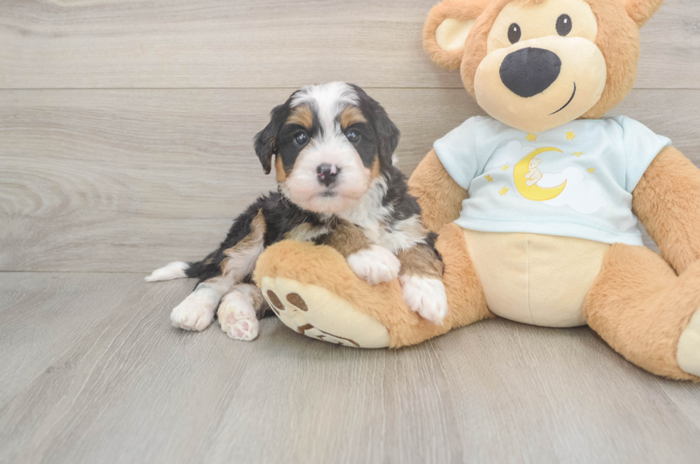 5 week old Mini Bernedoodle Puppy For Sale - Premier Pups