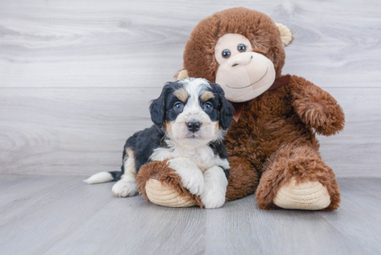 Small Mini Bernedoodle Baby