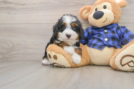 Energetic Mini Bernadoodle Poodle Mix Puppy