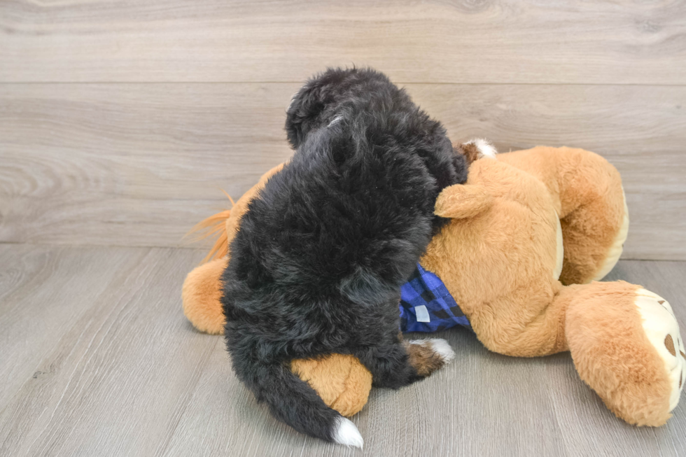 Cute Mini Bernedoodle Baby