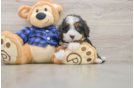 Mini Bernedoodle Puppy for Adoption