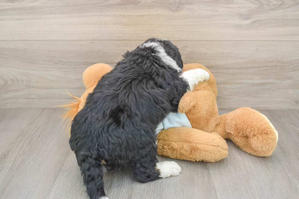 Mini Bernedoodle Puppy for Adoption