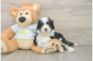 Cute Mini Bernedoodle Baby