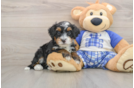 Mini Bernedoodle Puppy for Adoption