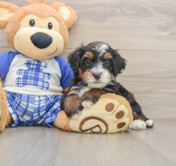5 week old Mini Bernedoodle Puppy For Sale - Premier Pups