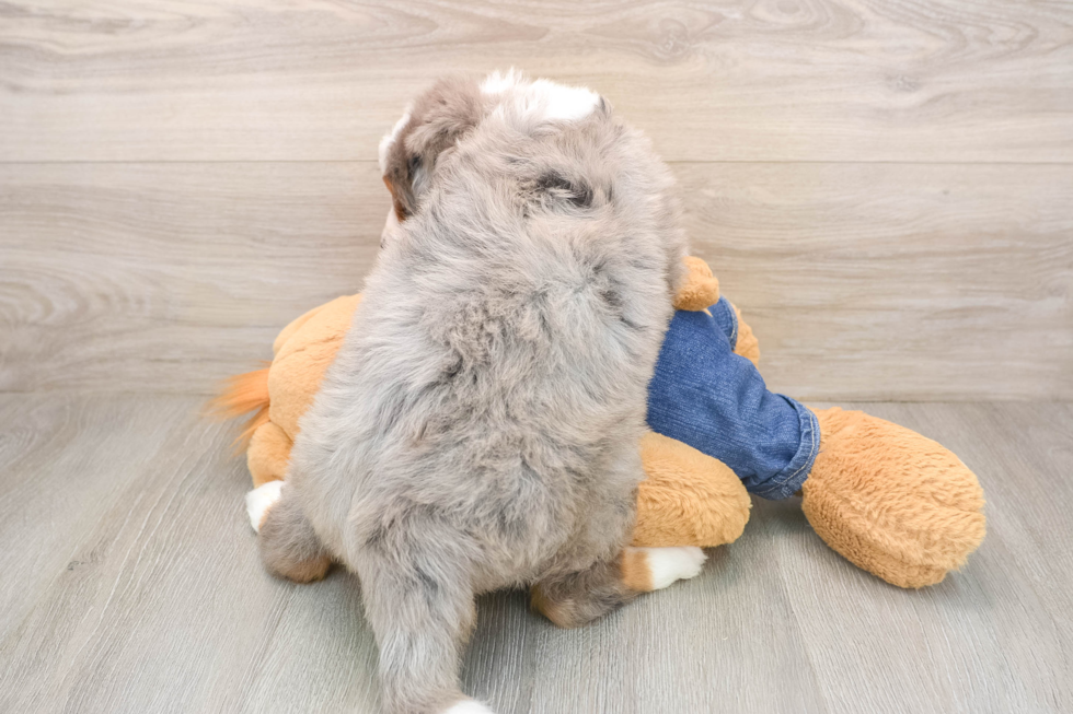 Mini Bernedoodle Pup Being Cute