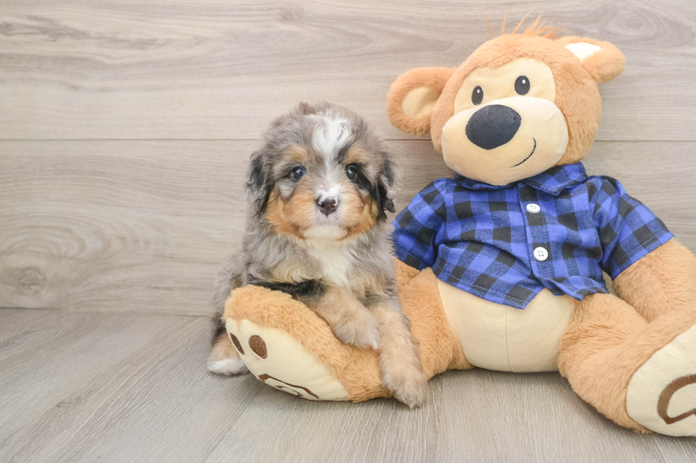 Mini Bernedoodle Puppy for Adoption