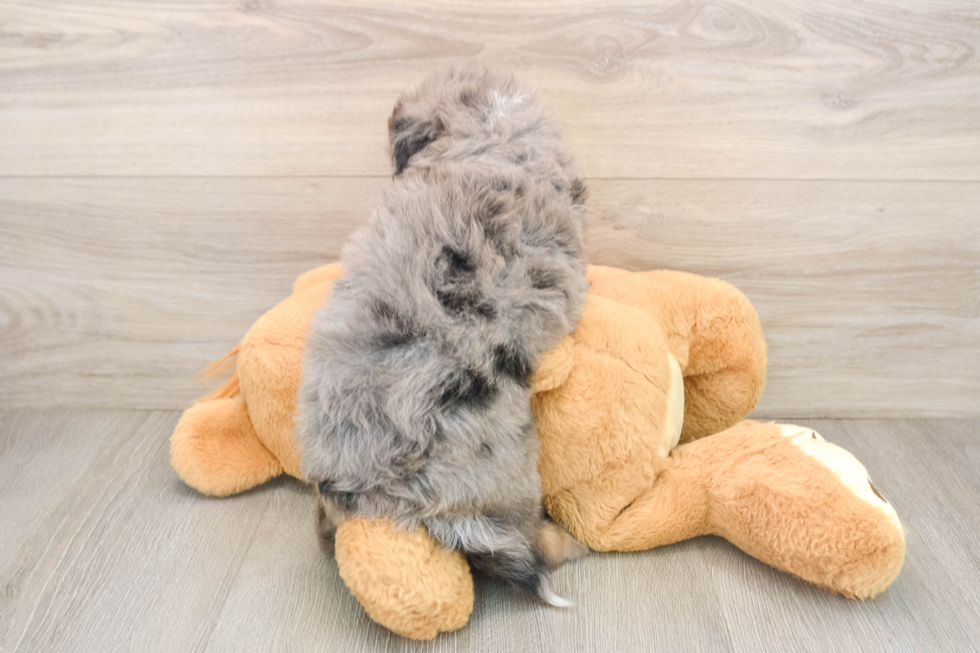 Mini Bernedoodle Puppy for Adoption
