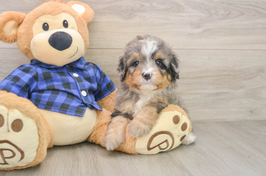 Best Mini Bernedoodle Baby