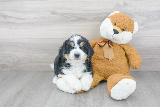 Mini Bernedoodle Pup Being Cute