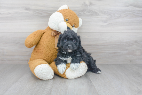 Mini Bernedoodle Pup Being Cute