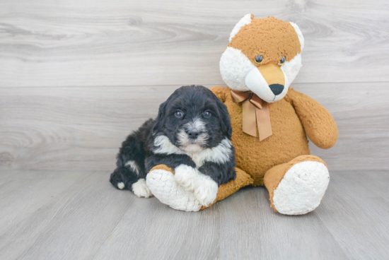 Friendly Mini Bernedoodle Baby