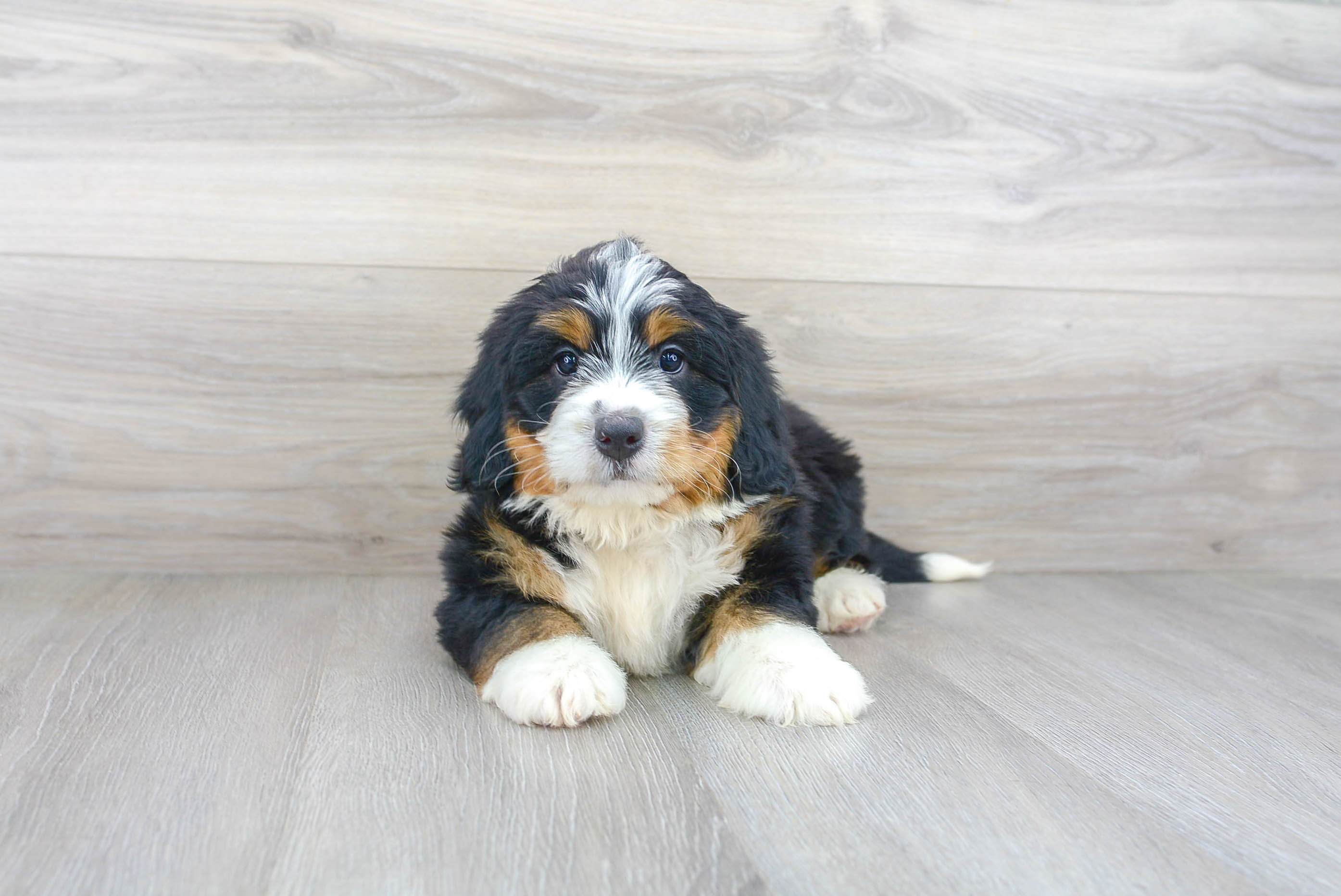Hypoallergenic Mini Berniedoodle Poodle Mix Puppy
