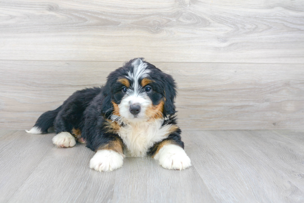 Mini Bernedoodle Pup Being Cute