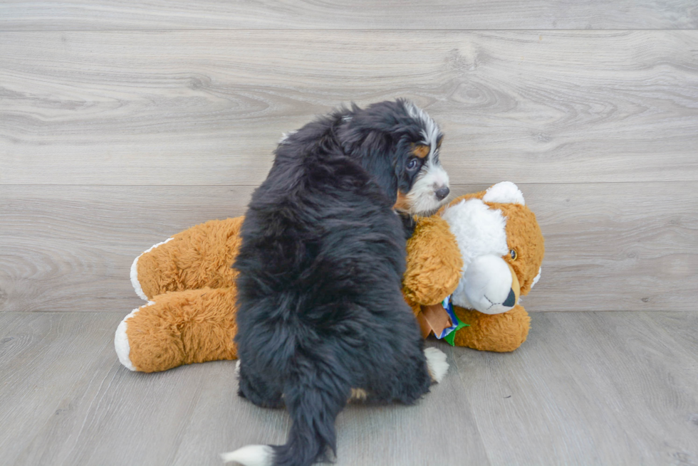 Best Mini Bernedoodle Baby