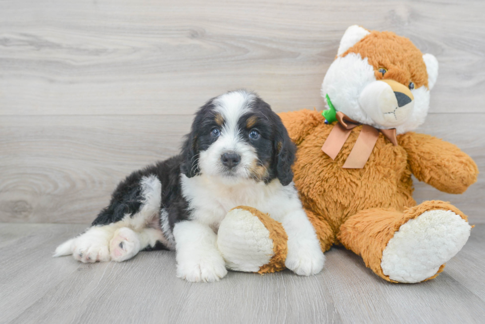 Mini Bernedoodle Puppy for Adoption