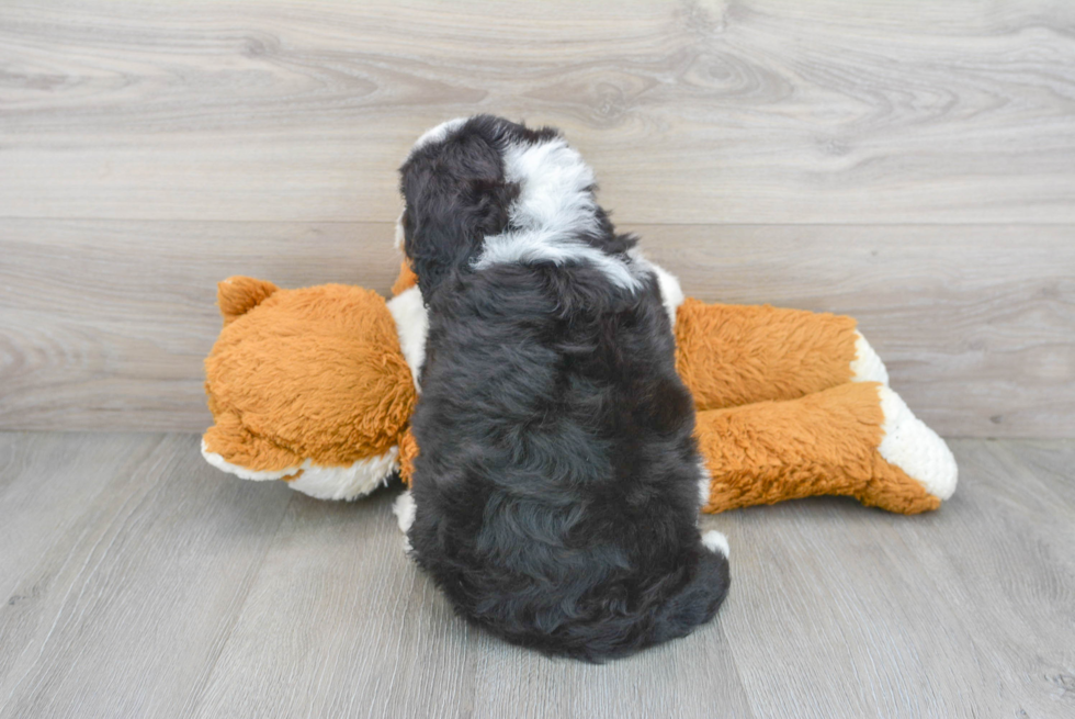 Mini Bernedoodle Pup Being Cute