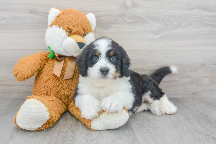 Little Mini Berniedoodle Poodle Mix Puppy