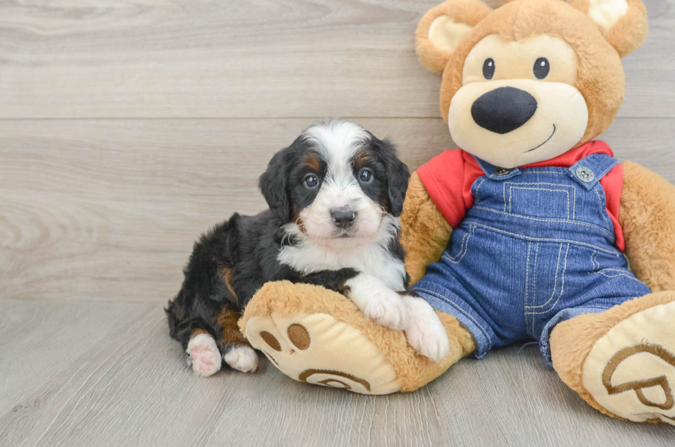 5 week old Mini Bernedoodle Puppy For Sale - Premier Pups