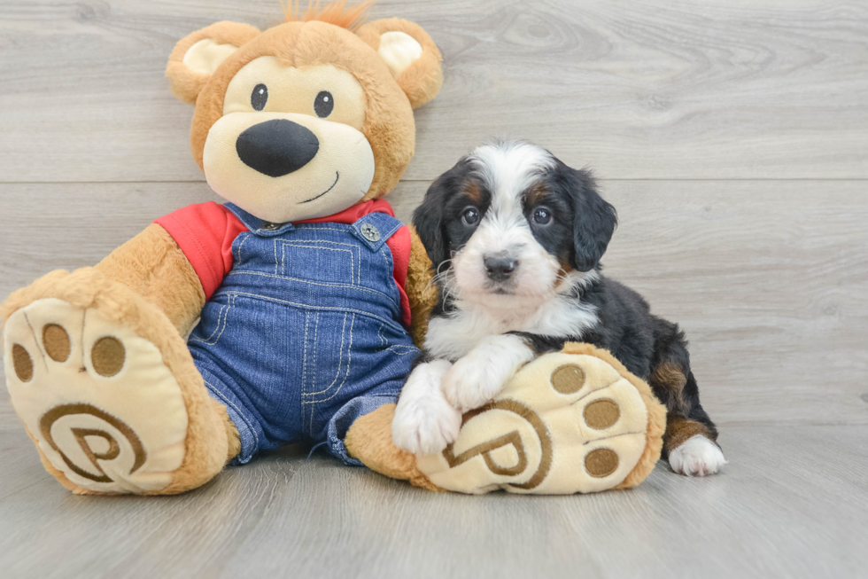 Mini Bernedoodle Pup Being Cute