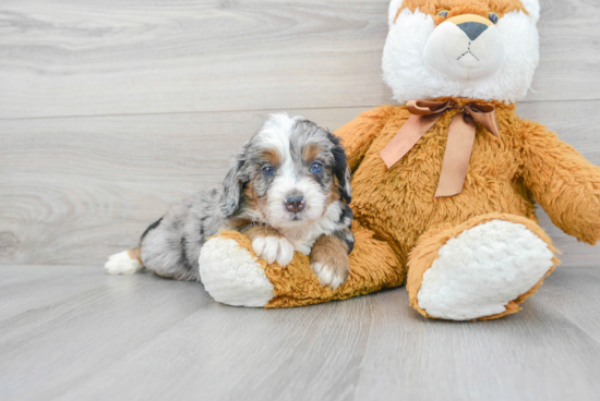 Best Mini Bernedoodle Baby