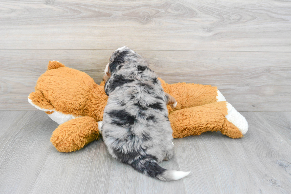 Best Mini Bernedoodle Baby