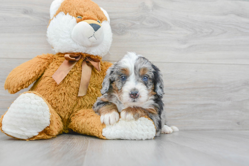 Mini Bernedoodle Puppy for Adoption