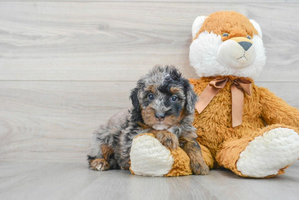 Playful Mini Berniedoodle Poodle Mix Puppy