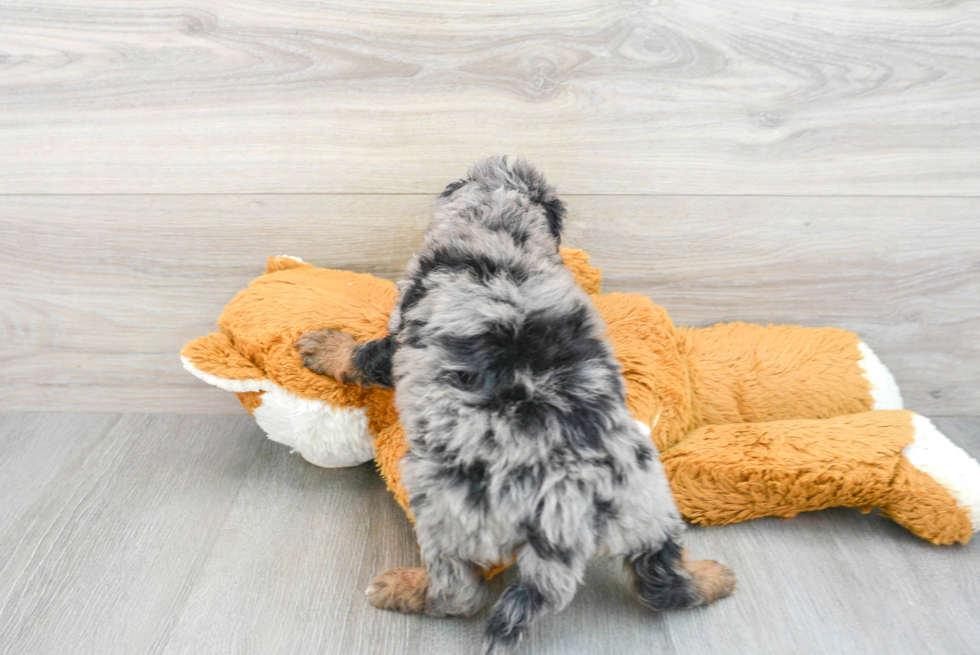 Friendly Mini Bernedoodle Baby