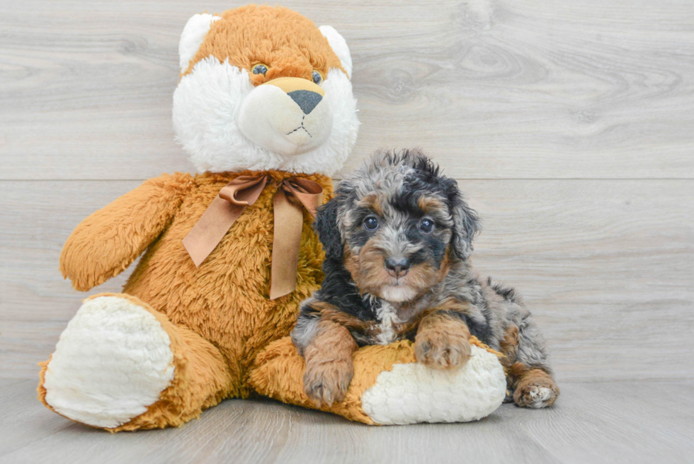 Mini Bernedoodle Puppy for Adoption