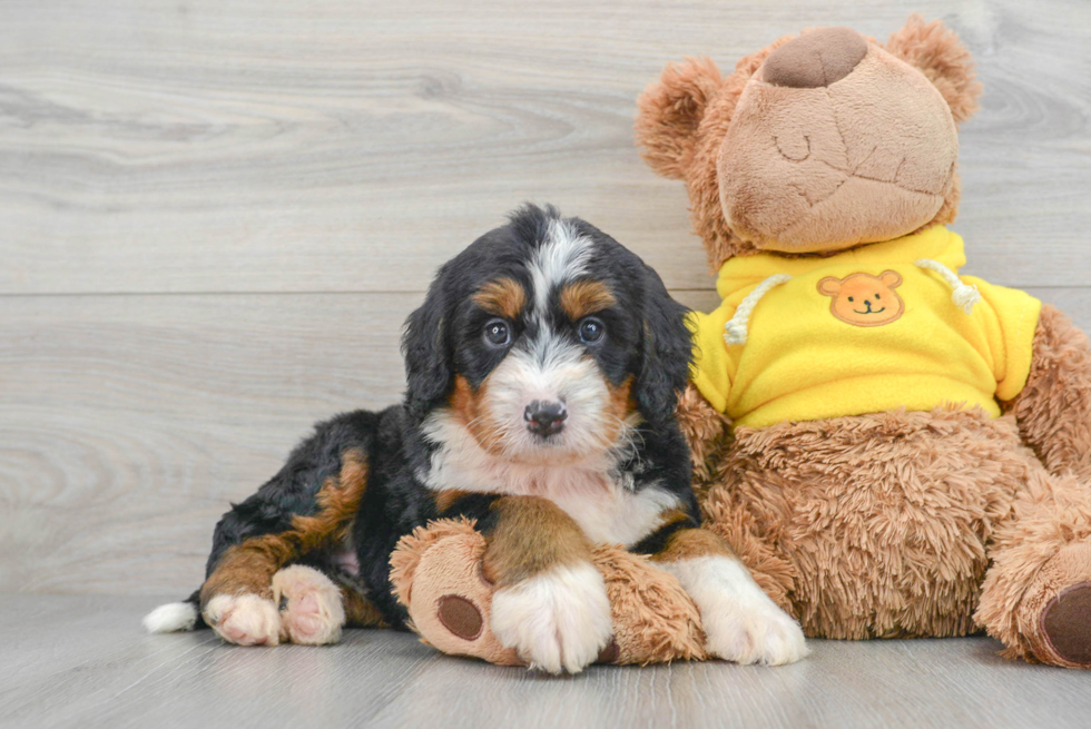 Smart Mini Bernedoodle Poodle Mix Pup